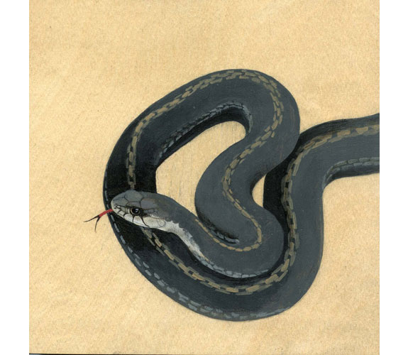 "Garter Snake" by Kristen Etmund